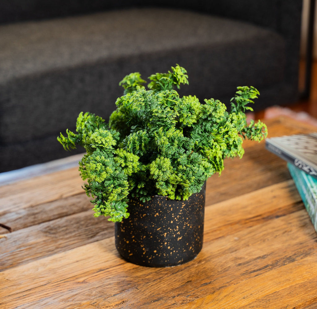 Goldfish 35 cm Filtro UV