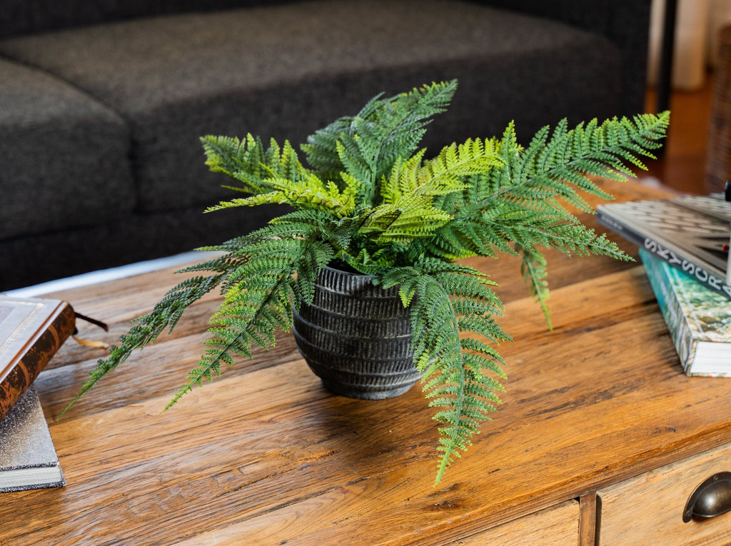 Helecho Persa 60 cm Filtro UV