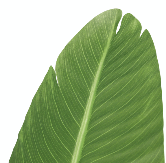 Paradise Bird 160 cm