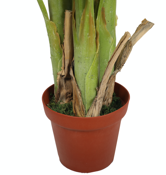 Banano premium 180 cm