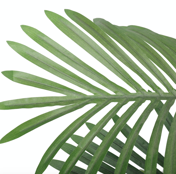 Palmera Areca Premium 150 cm