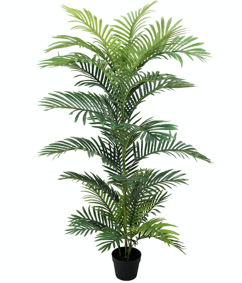 Palmera Areca Premium 150 cm