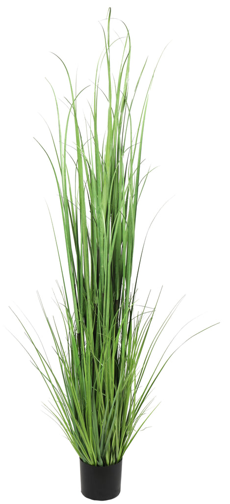 Grass Claro 150 cm