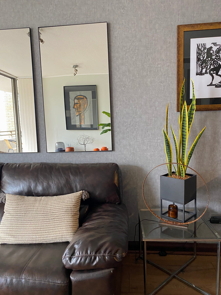 Lengua de suegra 100 cm