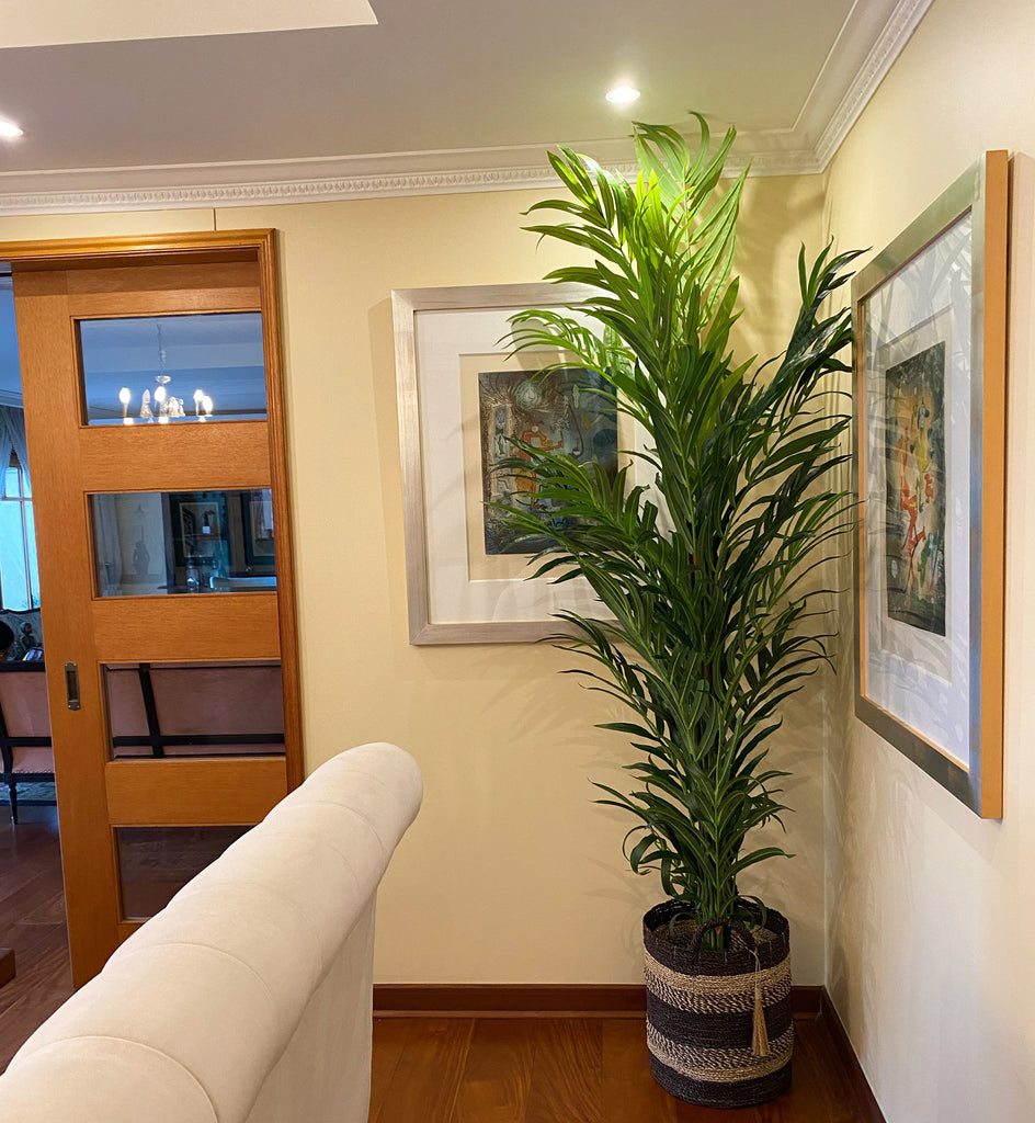 Palmera 240 cm