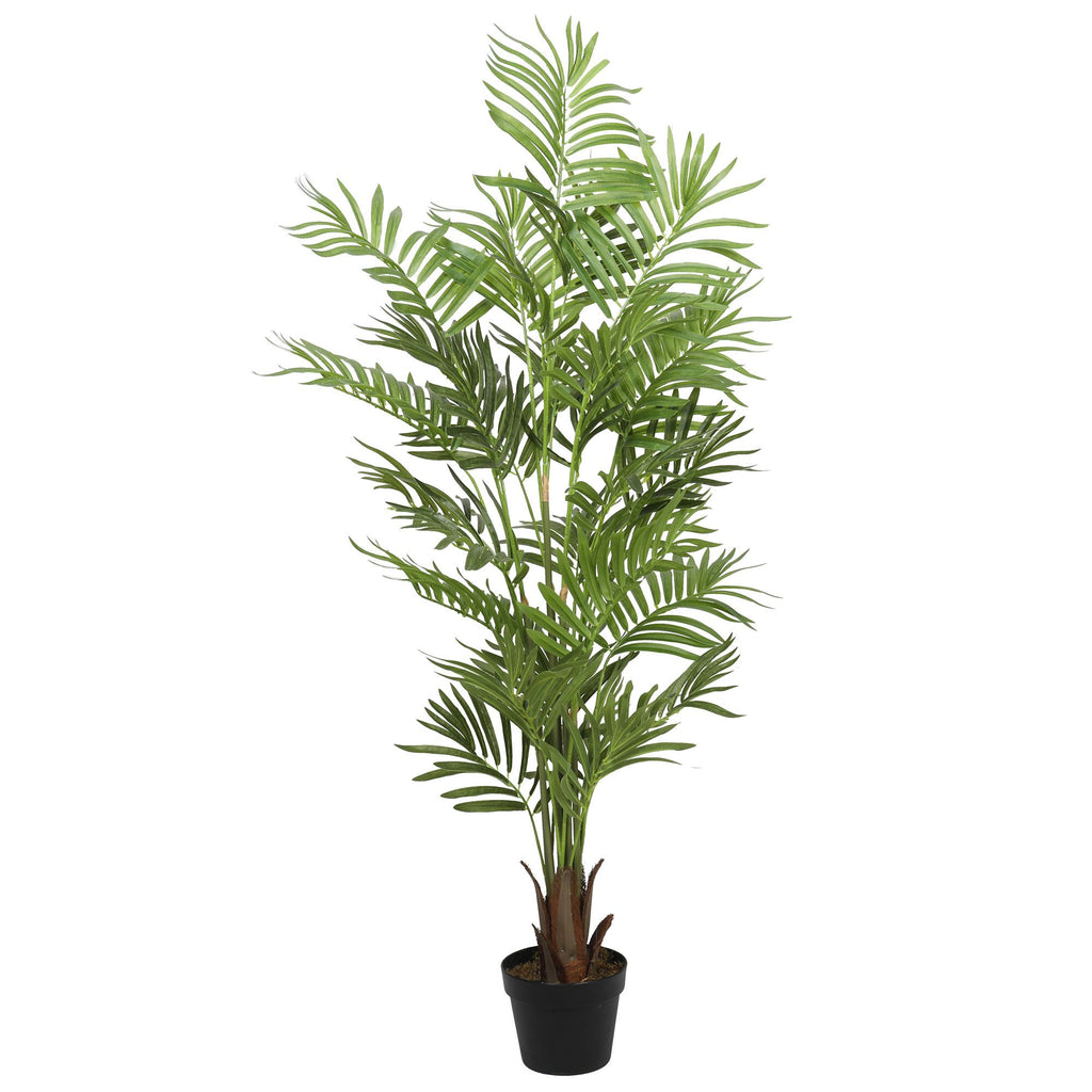 Palmera Areca 145 cm