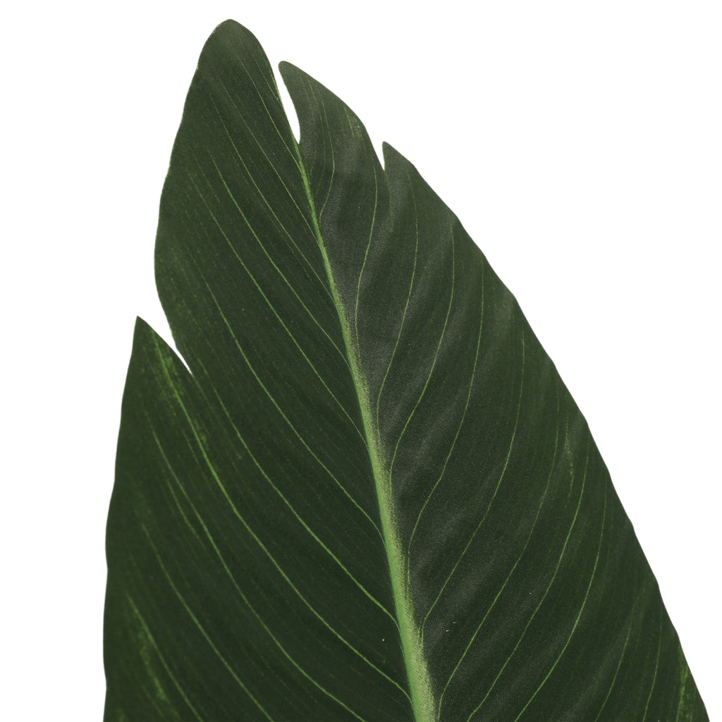 Paradise Bird 210 cm