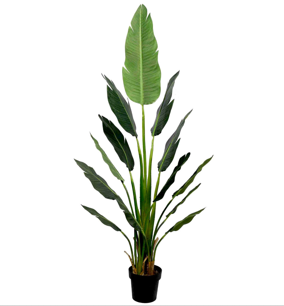 Paradise Bird 170 cm