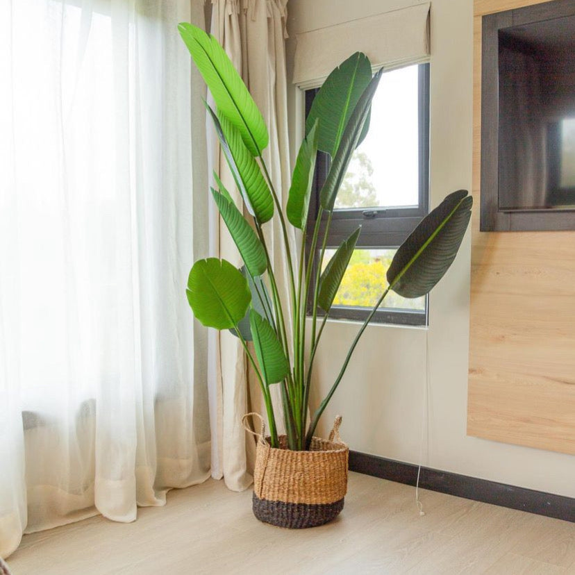 Paradise Bird 210 cm