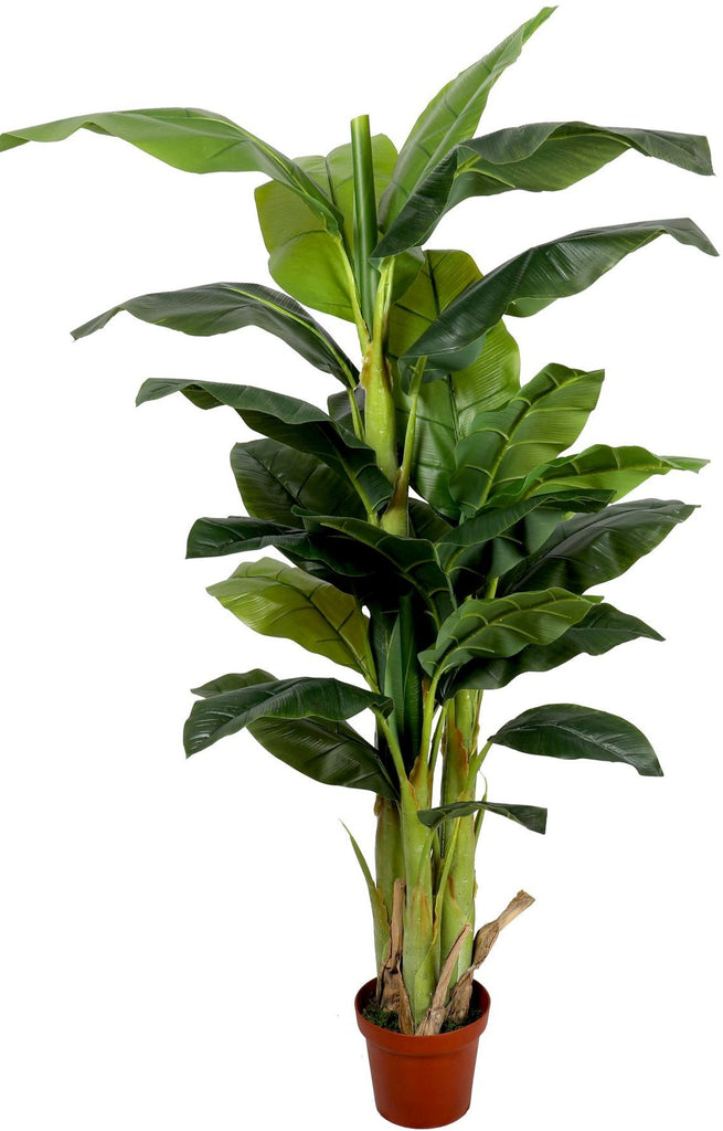 Banano premium 180 cm