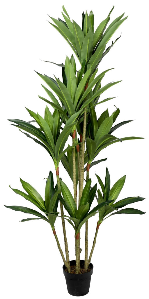 Dracaena 170 cm